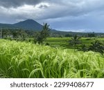 Landscape at Jatiluwih Bali with Rice plants start to fruiting, ricefield and  mountain at distance