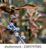 Small photo of Close-up of bayberry berries in Estell Manor, NJ in the fall