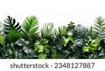 Small photo of Green leaves of tropical plants bush floral arrangement indoors garden nature backdrop isolated on white background