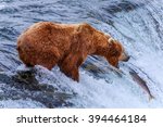 Grizzly Bears Fishing Salmon At ...