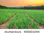 Pineapple Field With Mountain...
