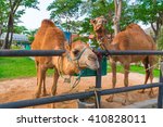 Camel In Farm  Thailand