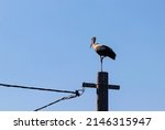 Stork perched on a pole  a lone ...