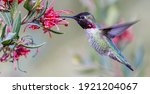 Anna's hummingbird adult male...