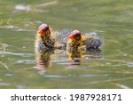 American Coot Chicks Swimming. Santa Clara County, California, USA.
