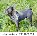 Small photo of 6-Month-Old Blue Isabella Male Frenchie Looking Up. Off-leash dog park in Northern California.