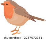 European robin. Wild bird. Funny wild songbird isolated on white background