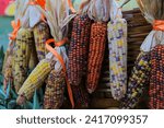 Small photo of As the name suggests, these corn shells are full of different colors so they are often called rainbow corn. In the United States, this corn has another name, namely glass gem corn . This name refers t