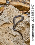 Small photo of Cute juvenile Rough Earth Snake resting on rock with tail still in crevice of hole