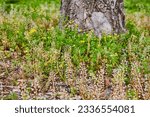Small photo of Up close and low to base of tree trunk with weeds and peppergrass