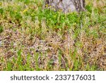 Small photo of Peppergrass with white leaves growing on forest park floor with yellow flowers and tree trunk behind