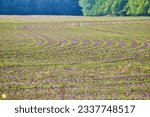 Small photo of Field of tiny budding food crop with even swerving rows of dirt and young plants on farmland