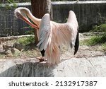 Pink Pelican  Pelicans...