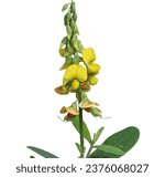 Small photo of Colorful yellow Rattle pods The upper lobe has a slit in the middle of the lobe. Native to Asia, it is a herbaceous plant, a soil fertiliser, and an invasive weed. on white background.