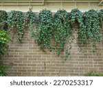Hedera helix or potted ivy hanging on garden wall. Hedera helix, the common ivy is a species of flowering plant of the ivy genus in the family Araliaceae