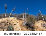 California Desert Yucca Plants...