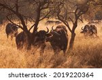 Herd Of African Buffalo Grazing