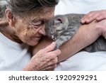 Senior woman tenderness, kisses cute gray Scottish Straight kitten on couch at nursing home with volunteer. Kitty therapy. Grandmother and adult grandson stroking, spending time together with pet.