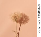 Small photo of Peach fuzz, trendy color of 2024 year, fuzzy dandelion flower on bright peach paper textured background with aesthetic sunlight shadow, square business brand or social media blog template.