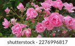 Small photo of A lot of small pink roses on bush closeup in sunset garden. Pink roses bushes blooming