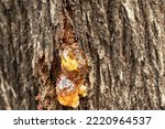 Macro Of Resin On A Tree Trunk. ...