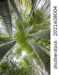 Small photo of bamboo forest in the Batum natural park