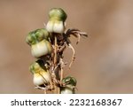 Fresh seedpods of Asphodeline prismatocarpa
