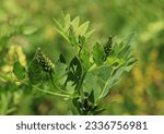 Small photo of Liquorice milkvetch, wild liquorice, or wild licorice is a flowering plant in the family Fabaceae.