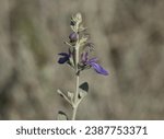 Small photo of Teucrium chamaedrys, the wall germander, is a species of plant native to the Mediterranean regions of Europe and North Africa, and the Middle East