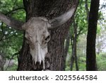 Dry Deer Skull Accessories At...