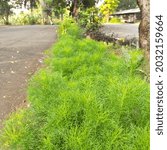Small photo of Artemisia abrotanum thrives around sports fields in Jakarta, Indonesia