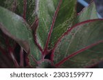 selective focus, an ornamental plant with the scientific name Aglaonema Siam Red, has exotic red and green spiky leaves. Chinese Evergreen functions as an air purifier.