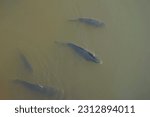 Small photo of carps swim in dirty water. Pollution of the environment and water bodies. Animals are in danger. A flock of carps hoaling in turbid stagnant water.