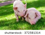 Small Cute Pigs Walking On Grass
