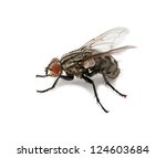A macro shot of fly on a white