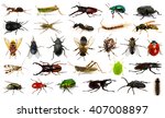  set of insects on white