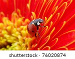  Ladybug Sits On A Flower