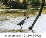 Small photo of A Goliath heron bird with fish in its beak
