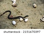 Black Poisonous Snake Crawling...