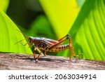 Eastern Lubber Grasshopper...