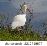 White Ibis Standing In Grass At ...