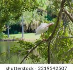 White Ibis Standing On Branch...