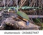 Small photo of Cooter turtle on log at Red Bug Slough Preserve wetland.