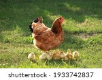 Mother hen with chickens in a rural yard. Chickens in a grass in the village against sun photos. Gallus gallus domesticus. Poultry organic farm.Sustainable economy.Natural farming.Free range chickens.