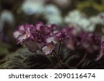 Small photo of Violets flowers OKie Easter Bunnie with magenta edges