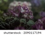 Small photo of Pinkish violets flowers OKie Easter Bunnie