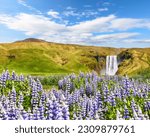 Breathtaking scenery of the majestic Skogafoss Waterfall in countryside of Iceland in summer with lupine flowers on foreground. Location: Skogafoss waterfall on Skoga river. Iceland, Europe