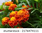 French Marigold Flowers Or...