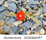 Scarlet Red Cactus Flower...