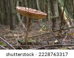 Forest Mushroom On The...